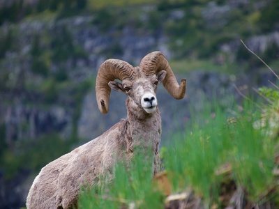Caucasian mouflon