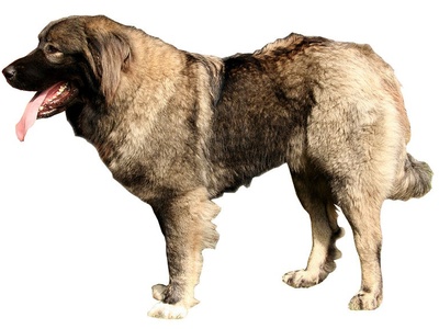 Caucasian Shepherd Dog