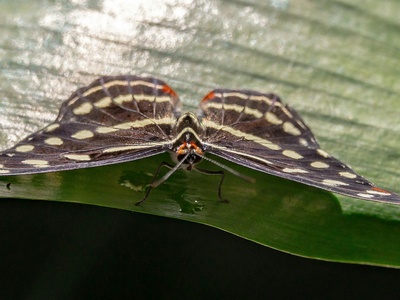 Cecropia moth