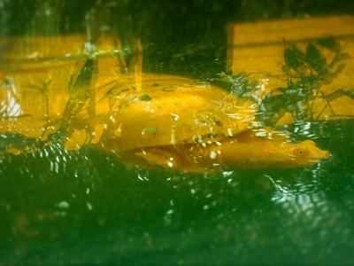 Central American River Turtle