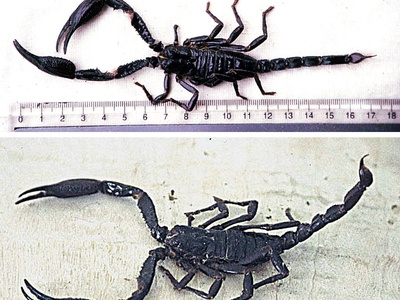 Central Asian scorpion