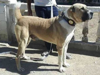 Central Asian Shepherd