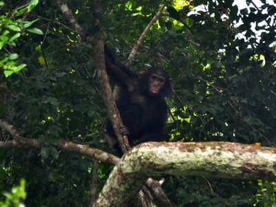 Central Chimpanzee