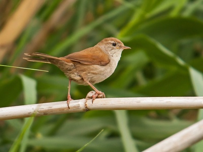 Cetti's Warbler