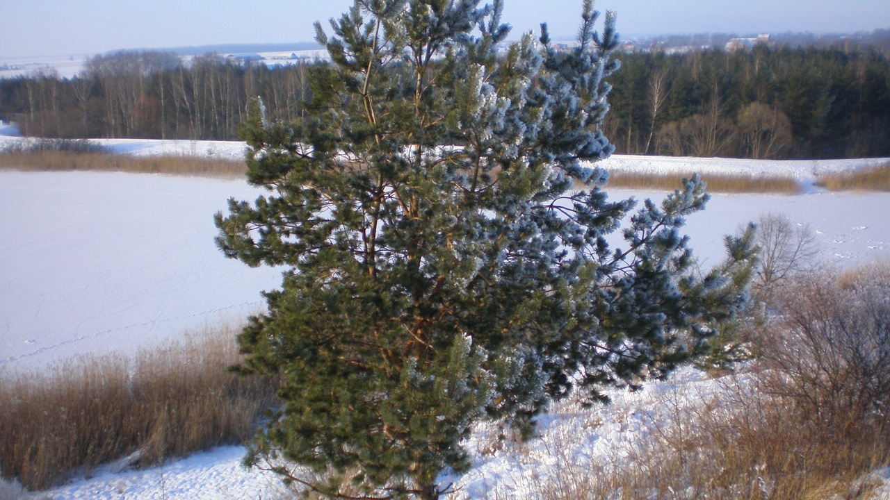 Scots pine and birch mixed stand in Lithuanian boreal forest
