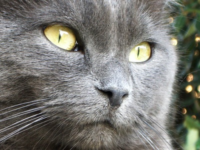 Chartreux