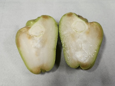 Chayote