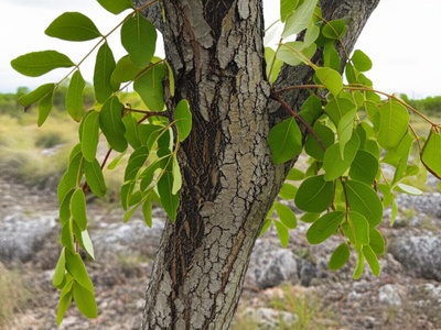 Chechem (poisonwood)