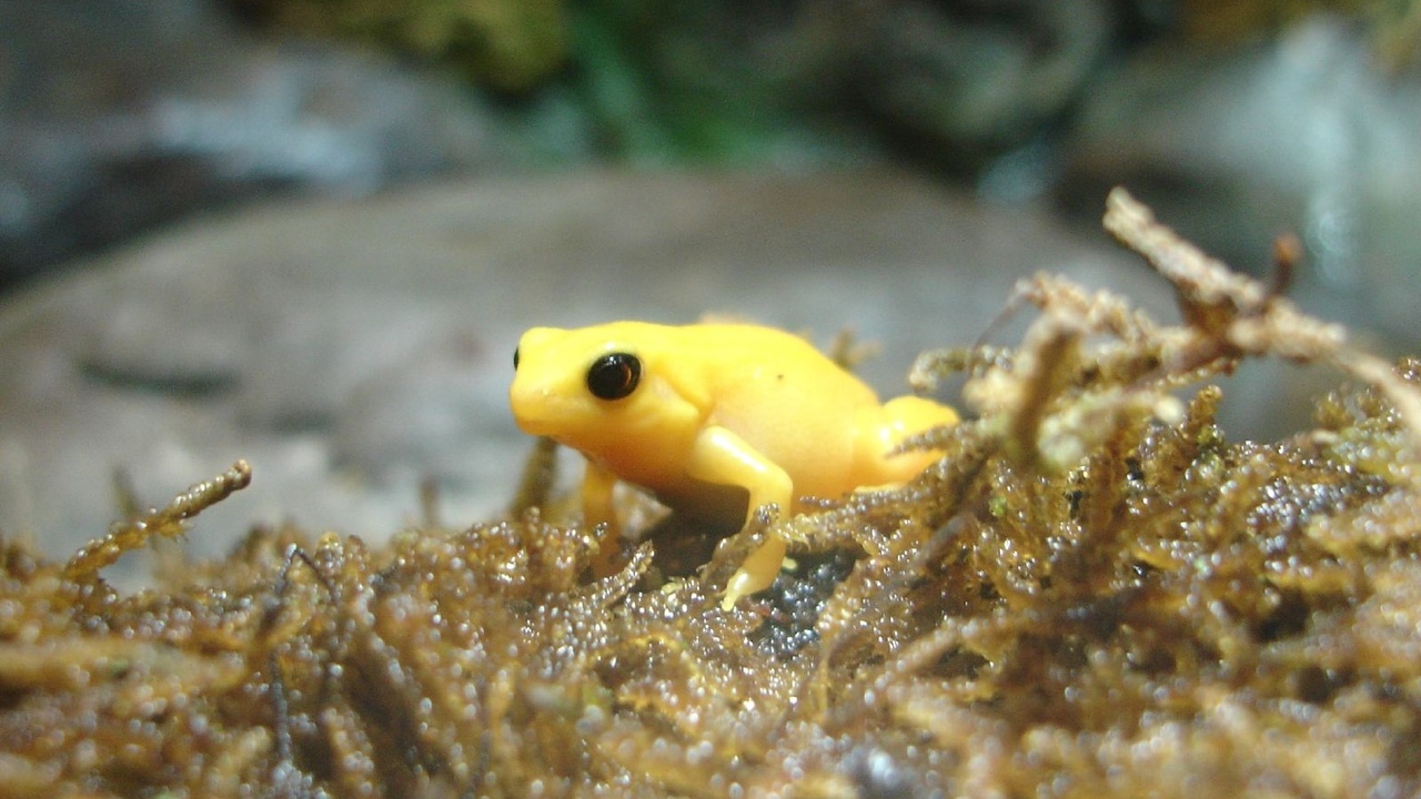 Colorful poison dart frog exhibiting aposematic colors