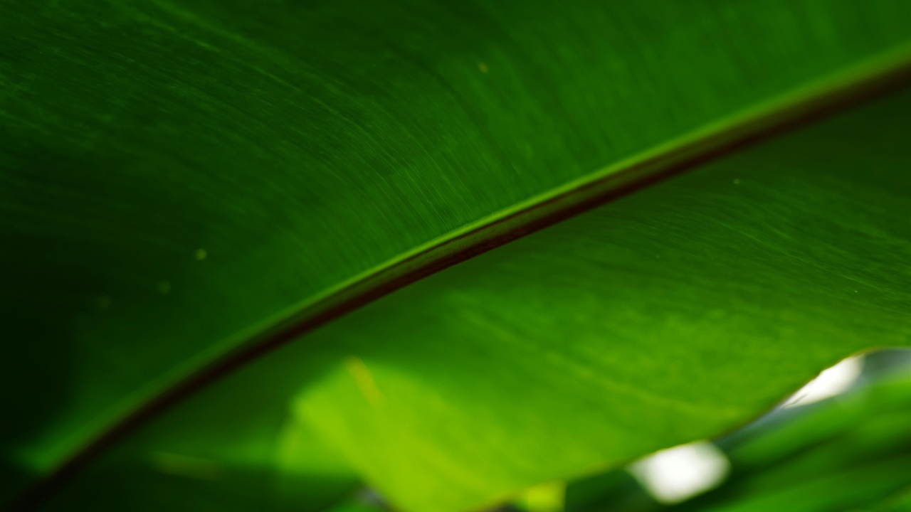 Close-up of plant leaves and chemical droplets representing secondary metabolites