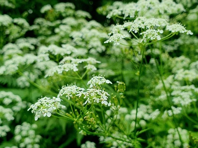 Chervil