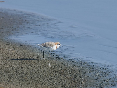 Chestnut-banded Plover