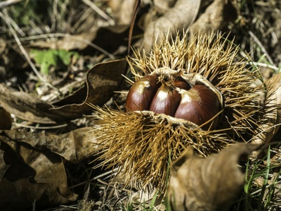 Chestnut