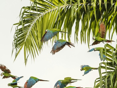 Chestnut‑fronted Macaw