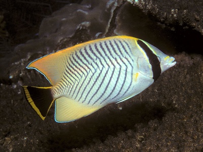 Chevron butterflyfish