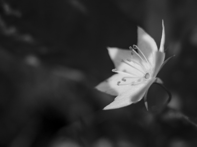 Chickweed Wintergreen