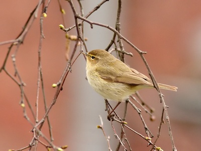 Chiffchaff