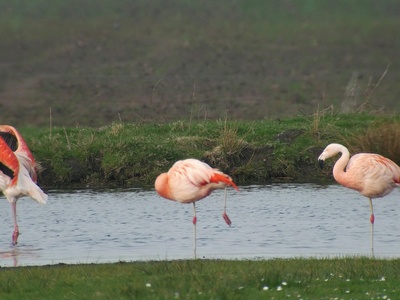 Chilean flamingo