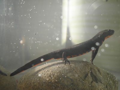 Chinese Fire-bellied Newt