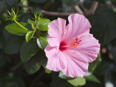 Chinese hibiscus