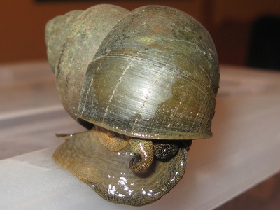 Chinese Mystery Snail