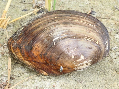 Chinese pond mussel