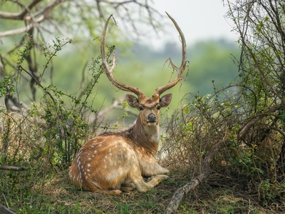 Chital (spotted deer)