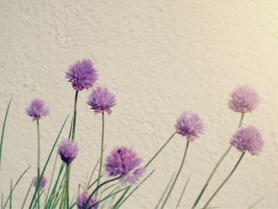 Chives