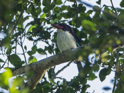 Chocolate-backed Kingfisher