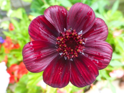 Chocolate Cosmos