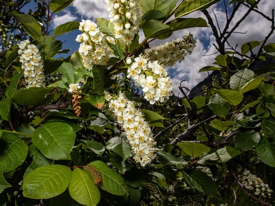 Chokecherry