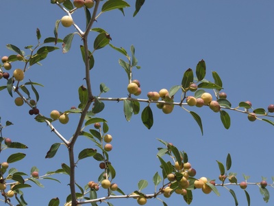 Christ's Thorn Jujube