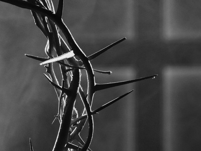 Christ's thorn jujube