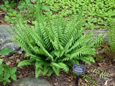 Christmas fern