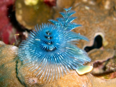 Christmas Tree Worm