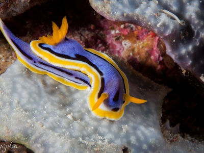 Chromodoris annae