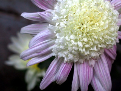 Chrysanthemum