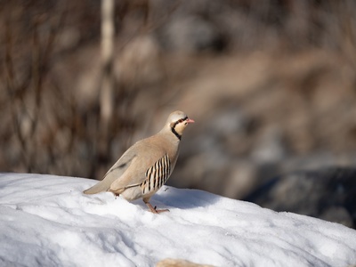 Chukar partridge