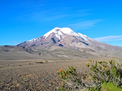 Chuquiragua