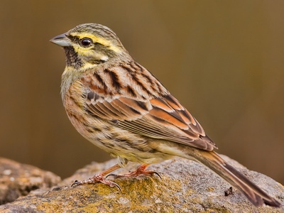 Cirl Bunting