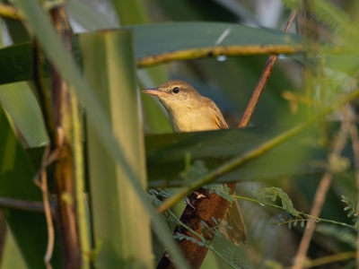 Clamorous Reed Warbler