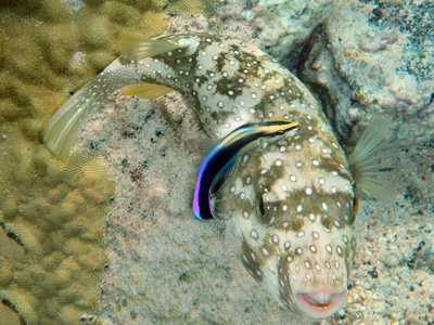 Cleaner wrasse