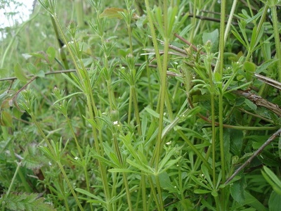Cleavers