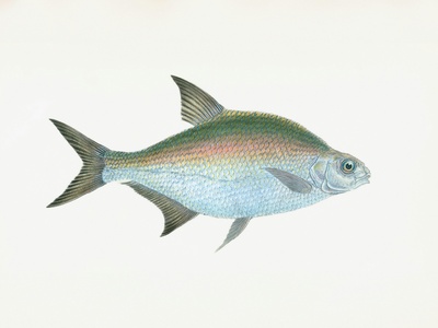 Clepticus (rainbow wrasse)