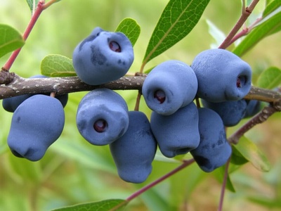 Cloud grape / Haskap (blue honeysuckle)