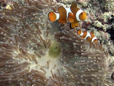 Clown Anemonefish