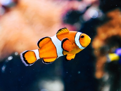 Clownfish