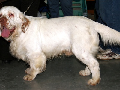Clumber Spaniel