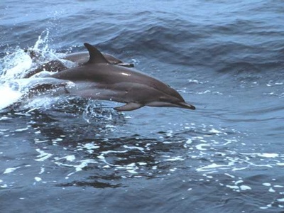 Clymene Dolphin