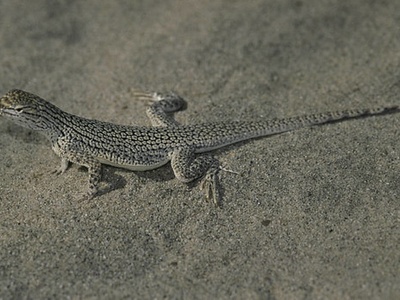 Coachella Valley Fringe-toed Lizard